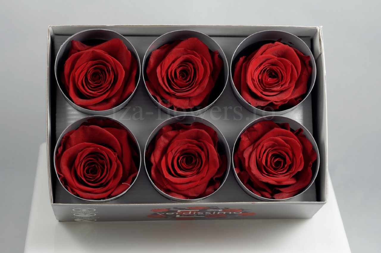 Cutie 6 capete trandafiri criogenati rosii Extra