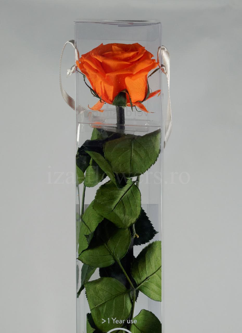 Trandafir criogenat Standard portocaliu